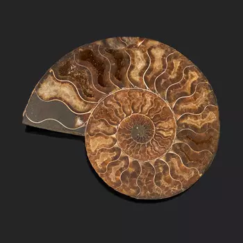 Окаменелость L (12-16 см)