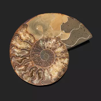 Окаменелость L (12-16 см)