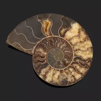 Окаменелость L (12-16 см)