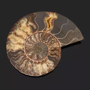 Окаменелость L (12-16 см)