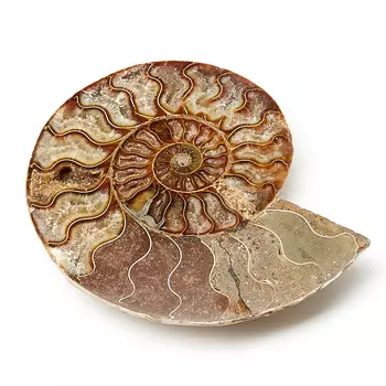 Окаменелость L (12-16 см)