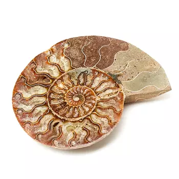 Окаменелость L (12-16 см)