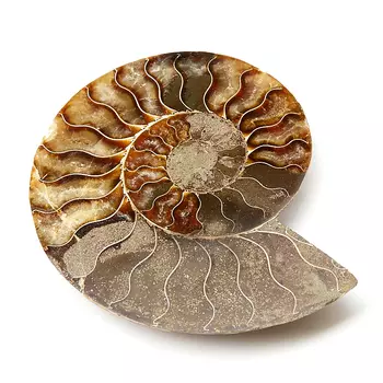 Окаменелость L (12-16 см)