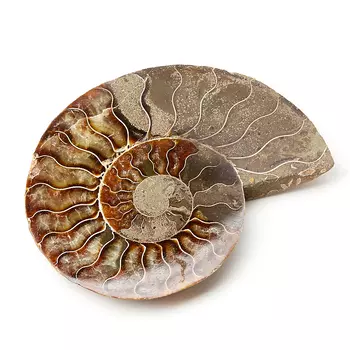 Окаменелость L (12-16 см)