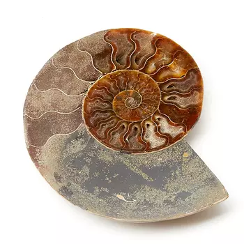 Окаменелость L (12-16 см)