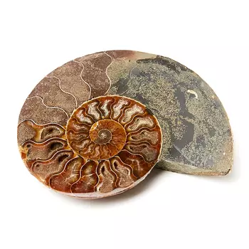 Окаменелость L (12-16 см)