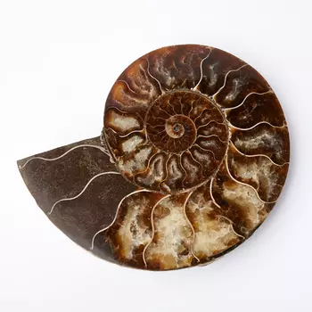 Окаменелость L (12-16 см)