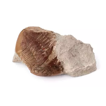 Окаменелость M (7-12 см)