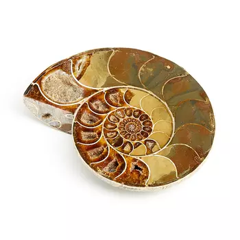 Окаменелость M (7-12 см)