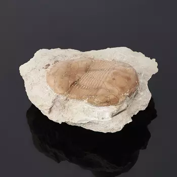 Окаменелость M (7-12 см)