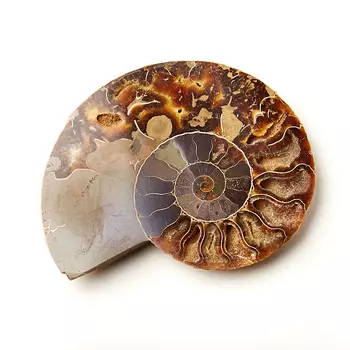 Окаменелость M (7-12 см)