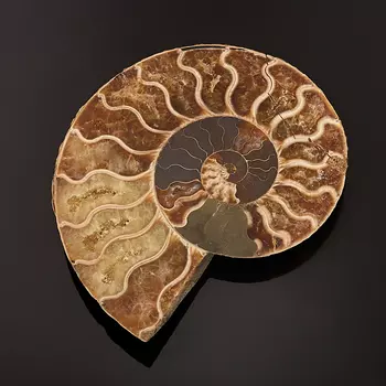 Окаменелость M (7-12 см)