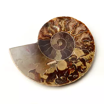 Окаменелость M (7-12 см)