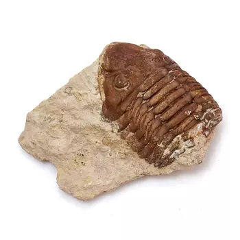 Окаменелость M (7-12 см)