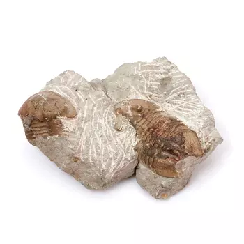 Окаменелость M (7-12 см)