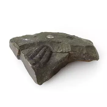 Окаменелость M (7-12 см)