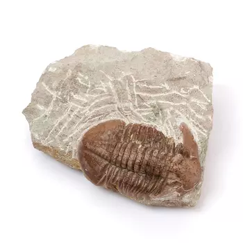 Окаменелость M (7-12 см)