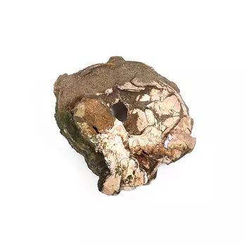 Окаменелость M (7-12 см)