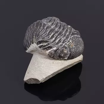 Окаменелость M (7-12 см)