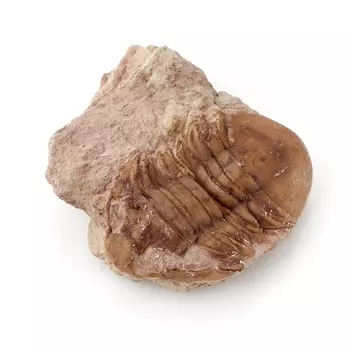 Окаменелость M (7-12 см)