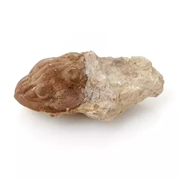 Окаменелость M (7-12 см)