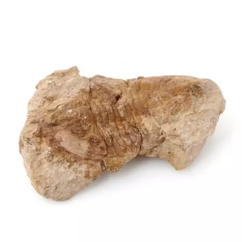 Окаменелость M (7-12 см)