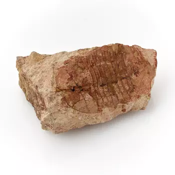 Окаменелость M (7-12 см)