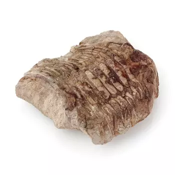 Окаменелость M (7-12 см)