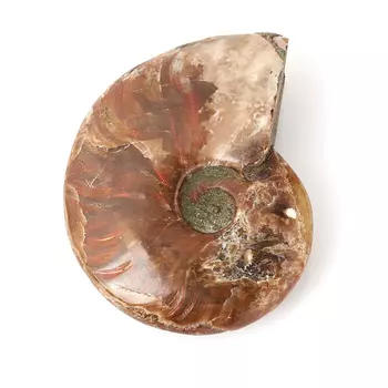 Окаменелость M (7-12 см)