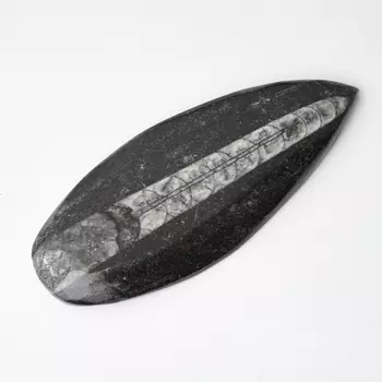 Окаменелость M (7-12 см)