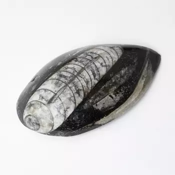 Окаменелость M (7-12 см)