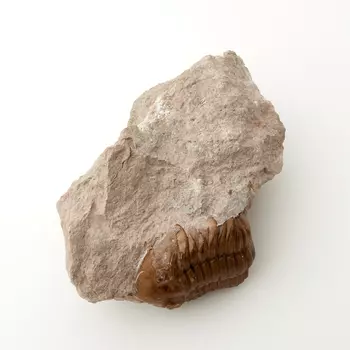 Окаменелость M (7-12 см)