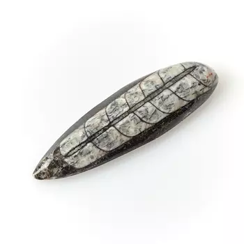 Окаменелость M (7-12 см)