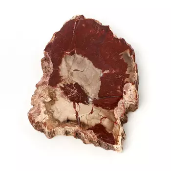 Окаменелость окаменелое дерево M