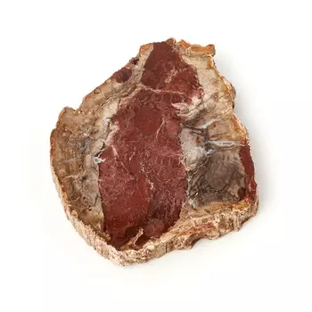 Окаменелость окаменелое дерево M