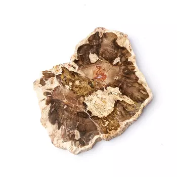 Окаменелость окаменелое дерево M (7-12 см)