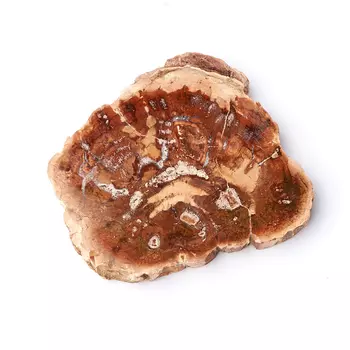 Окаменелость окаменелое дерево M (7-12 см)