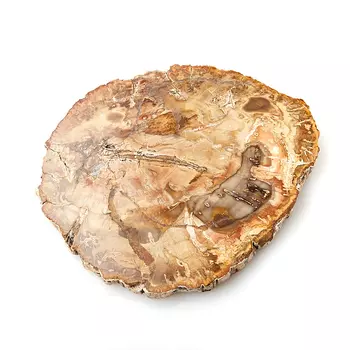 Окаменелость окаменелое дерево M (7-12 см)