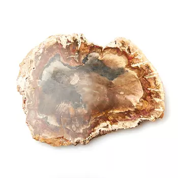 Окаменелость окаменелое дерево M (7-12 см)