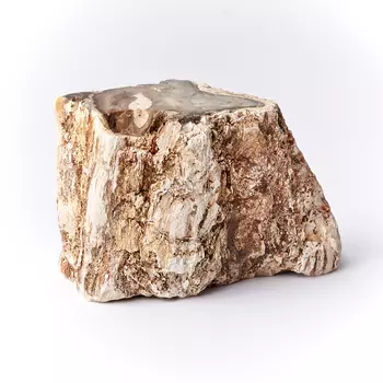 Окаменелость окаменелое дерево M (7-12 см)