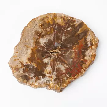 Окаменелость окаменелое дерево M (7-12 см)