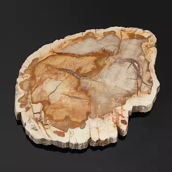 Окаменелость окаменелое дерево M (7-12 см)