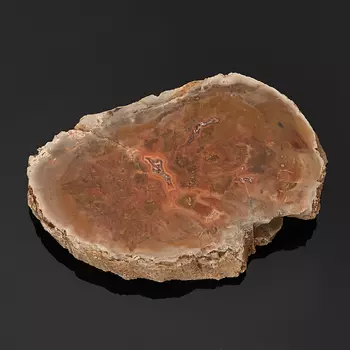 Окаменелость окаменелое дерево M (7-12 см)