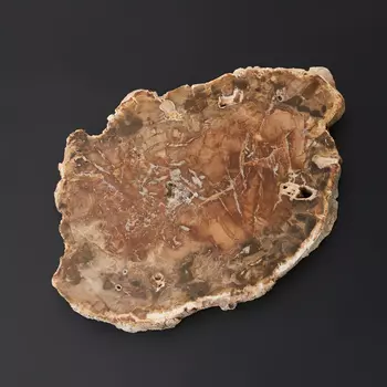 Окаменелость окаменелое дерево M (7-12 см)