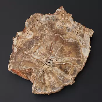 Окаменелость окаменелое дерево M (7-12 см)