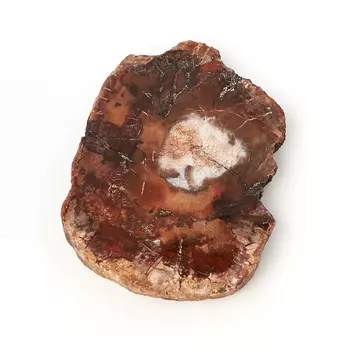 Окаменелость окаменелое дерево S