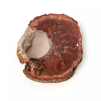 Окаменелость окаменелое дерево S