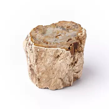 Окаменелость окаменелое дерево S (4-7 см)