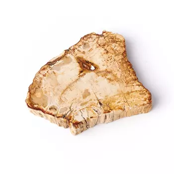 Окаменелость окаменелое дерево S (4-7 см)