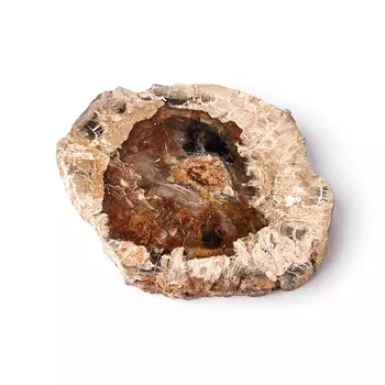 Окаменелость окаменелое дерево S (4-7 см)